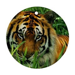 Tiger Ornament (round) by ironman2222