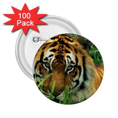 Tiger 2.25  Button (100 pack)