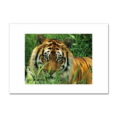 Tiger Sticker A4 (10 pack)