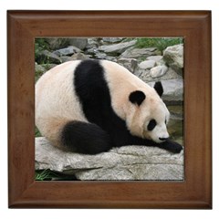 Giant Panda Framed Tile