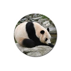 Giant Panda Magnet 3  (round) by ironman2222
