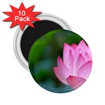 Red Pink Flower 2.25  Magnet (10 pack) Front