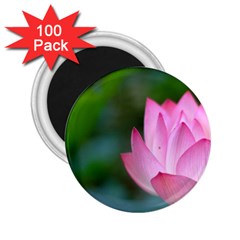 Red Pink Flower 2.25  Magnet (100 pack) 