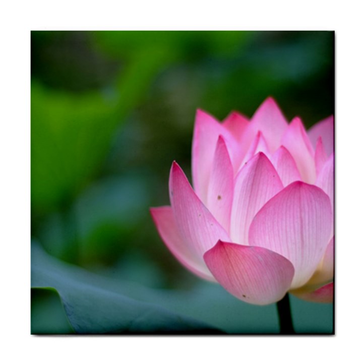 Pink Flowers Tile Coaster