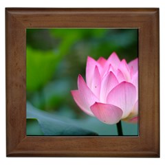 Pink Flowers Framed Tile by ironman2222