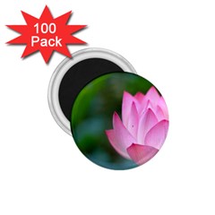 Pink Flowers 1.75  Magnet (100 pack) 