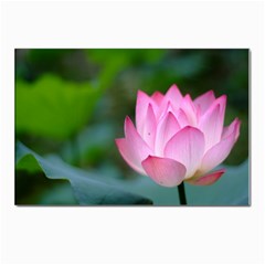 Pink Flowers Postcard 4 x 6  (Pkg of 10)