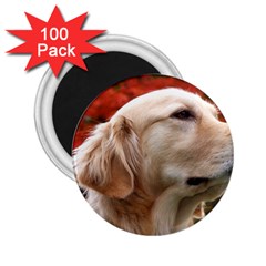 Dog-photo Cute 2 25  Magnet (100 Pack) 