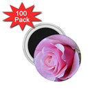 Rose Reverence 1.75  Magnet (100 pack) 