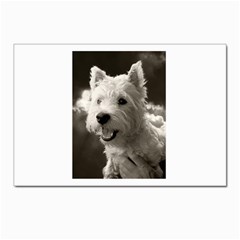 Westie Puppy 10 Pack Small Postcard by Koalasandkangasplus